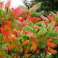 Оцтове дерево (Сумах пухнастий)