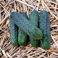 Огірок Марієтта F1 за 0,25 г