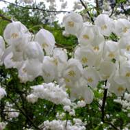 Саджанець Конвалієве дерево (Галезія)