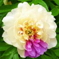 Півонія Itoh Lemon Dream