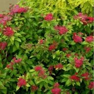 Саженец спиреи Дартс Ред в контейнере