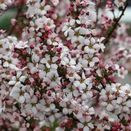 Саженец спиреи Фуджино Пинк в контейнере