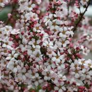 Саженец спиреи Фуджино Пинк в контейнере