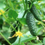 Огірок Примус F1 за 20 нас.