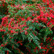 Саженец кизильника горизонтального в контейнере