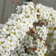 Саженец спиреи сливолистной Голдфайер в контейнере