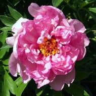 Півонія Itoh First Arriva в контейнері