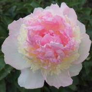 Саженец пиона Raspberry Sundae в контейнере