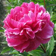 Саженец пиона Jadwiga в контейнере