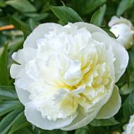 Півонія Duchesse De Nemours в контейнері