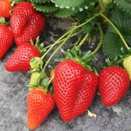 Саджанець Суниця садова Мальга в контейнері