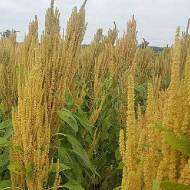 Амарант Ультра