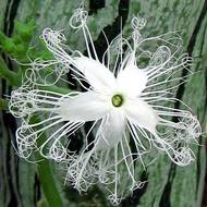 Трихозант за 3 сем.