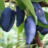 Саженец Жимолость Рубен в контейнере