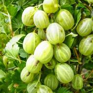 Саженец Крыжовник Уральский изумруд в контейнере