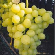 Саженец Виноград Аркадия в контейнере