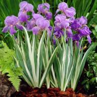 Саженец ириса Variegata в контейнере