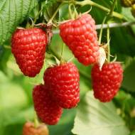 Саженец Малина Полонез в контейнере