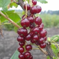 Сажененц Красная смородина Вишневая в контейнере
