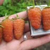 Саженец Малина оранжевое чудо в контейнере