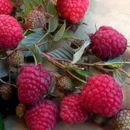 Саженец Малина Жозели в контейнере