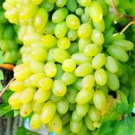 Саженец Виноград кишмиш Столетие в контейнере