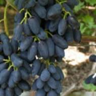 Саженец Виноград Академик в контейнере