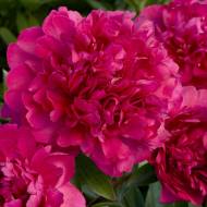 Саженец пиона Paul M. Wild в контейнере