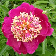 Саженец пиона Sword Dance в контейнере