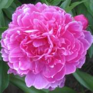 Саженец пиона Amabilis в контейнере