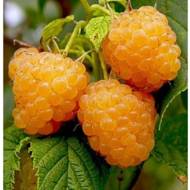 Саджанець Малина Жовтий гігант (малинове дерево) в контейнері