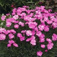 Саженец гвоздики многолетней Динетта Пинк в контейнере