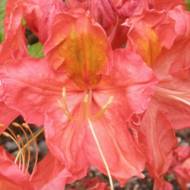 Саженец азалии Juanita в контейнере