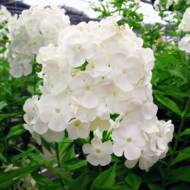 Флокс David в контейнері