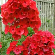 Саженец флокса Starfire в контейнере