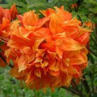 Саджанець Азалія  понтійська Mandarin Lights в контейнері