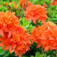 Саджанець Азалія  понтійська Mandarin Lights в контейнері