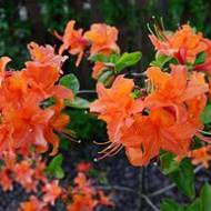 Саженец азалии Понтийский Mandarin Lights в контейнере