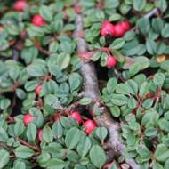 Саженец кизильника Даммера Эйхольц в контейнере