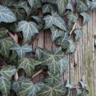 Саджанець Плющ пістряволистий в контейнері