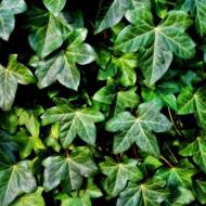 Саженец плюща пестролистного в контейнере