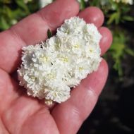 Саджанець Спірея кантонська Lanceolata в контейнері