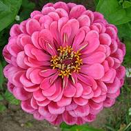 Цинния Роза за 0,5 г