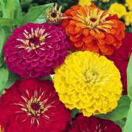 Цинія Каліфорнійський гігант за 0,4 г
