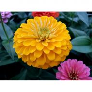 Цинія Золотий Соверен за 0,3 г