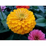 Цинія Золотий Соверен за 0,3 г