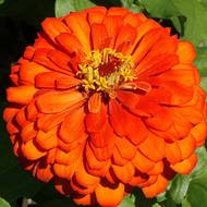 Цинія карликова Помаранчева за 0,2 г