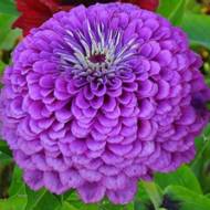 Цинія Карликова Фіолетова за 0,2 г