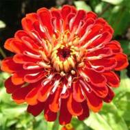 Цинія Крімсон Монарх за 0,6 г