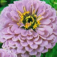 Цинія Місячний камінь за 0,2 г